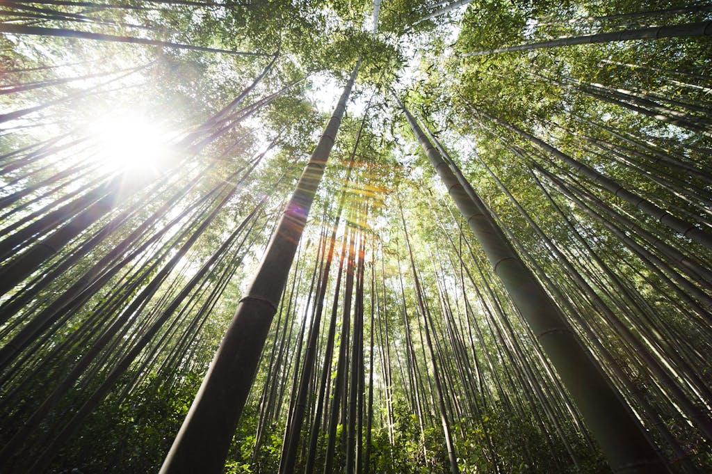 Low angle view of a vibrant bamboo forest with sun rays filtering through the canopy.